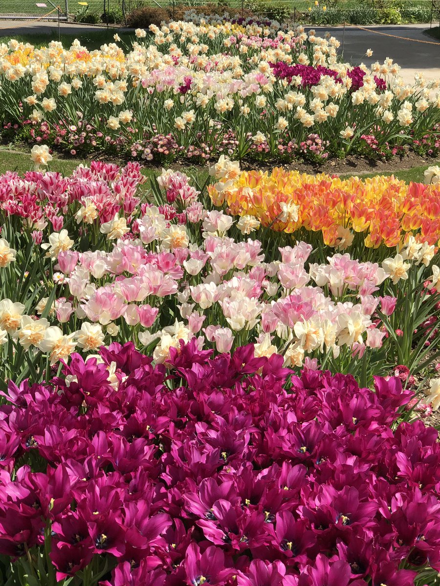 hanaj111's tweet photo. #LoveFlowers Geneva spring 2019💐❤️ https://t.co/DRUUbLTdDi