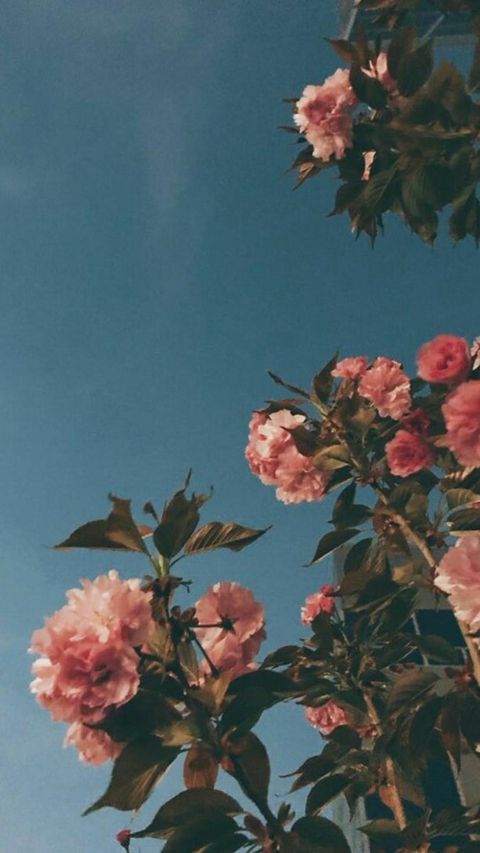 Lock Screen Pictures Of Flowers For Wallpaper