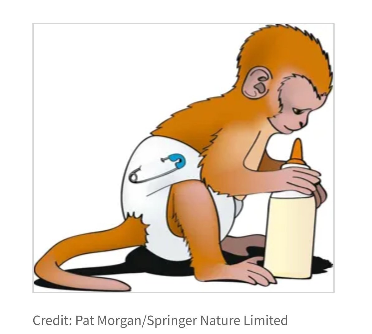 NatRevUrol's tweet photo. For those of you interested, here's our Highlight about the monkey @CFuglesangSJ was talking about! https://t.co/bfcosVy48M
#CopMich2019 https://t.co/uEr9hAJjv9