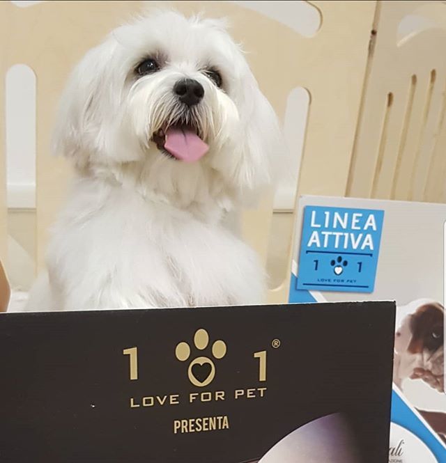 Linea_101's tweet image. Charly in posa #dogcasting #linea101loveforpet ift.tt/2TZieDm