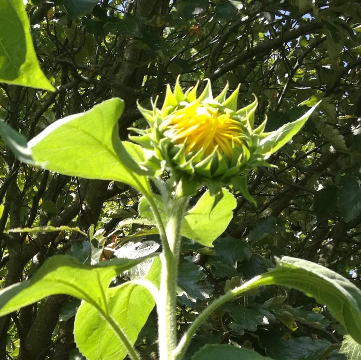 UoKTalentTeam's tweet photo. A beautiful 9 foot sunflower, grown from seeds that were given out at #BAGWeek earlier this year. Lets all keep growing and learning! https://t.co/HRlgbDYPZJ