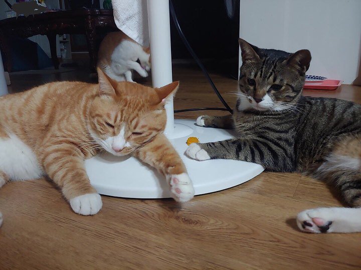 дори кошка минхо. суни кошка минхо. коты минхо. минхо стрэй кэтс. дуни кошка минхо.