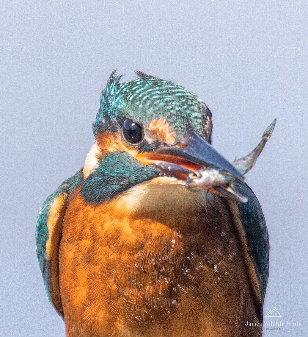 Bon Appetite 🍽

#Kingfisher #WildlifePhotography
<a href="/BBCEarth/">BBC Earth</a> <a href="/WildlifeMag/">BBC Wildlife</a>
#EarthCapture #BBCWildlifePOTD