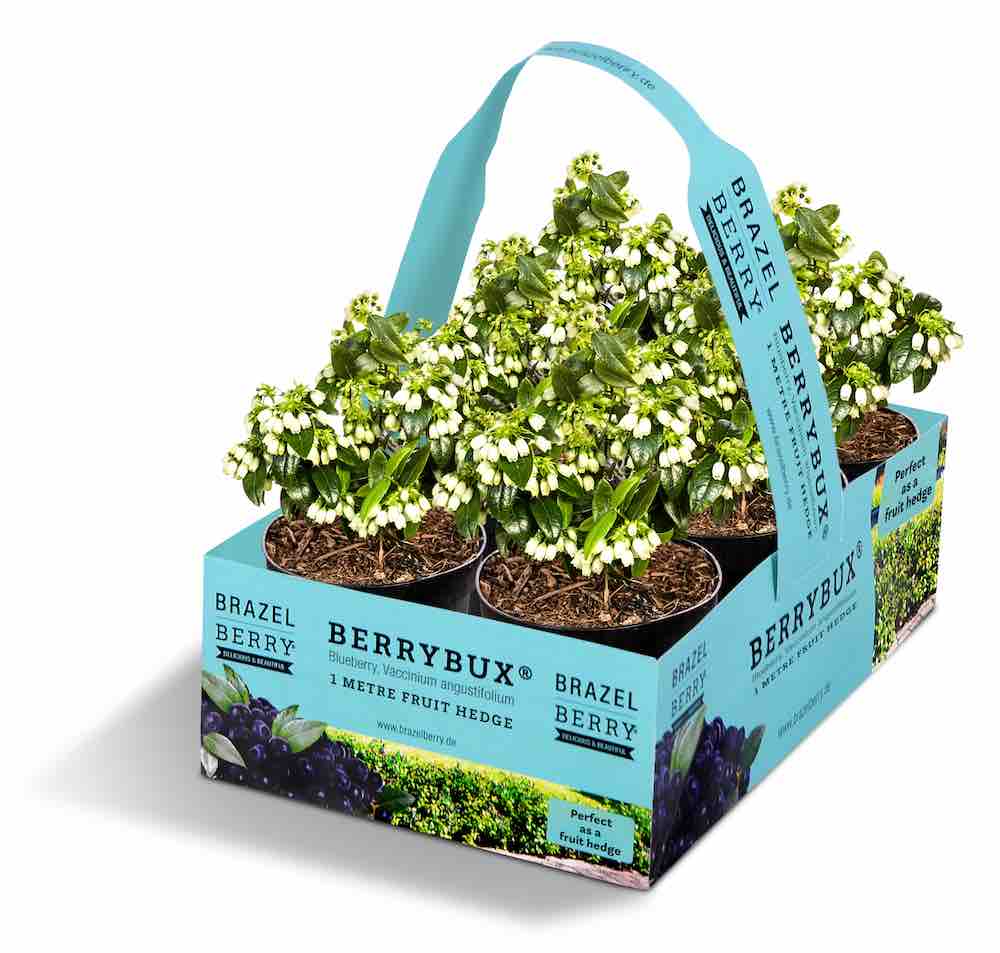 GroenVandaag's tweet photo. #BerryBux wordt door kwekerij De Jong uit Boskoop nu ook in een klein potje aangeboden (10,5 cm). Door het kleine formaat kan je nu eenvoudig en snel één meter #fruithaag aanplanten. De plant is zowel los als in een praktische sixpack verkrijgbaar. Heerlijke blauwe #bosbessen. https://t.co/6bGvT91CCA