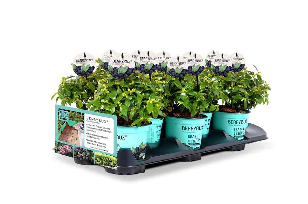 GroenVandaag's tweet photo. #BerryBux wordt door kwekerij De Jong uit Boskoop nu ook in een klein potje aangeboden (10,5 cm). Door het kleine formaat kan je nu eenvoudig en snel één meter #fruithaag aanplanten. De plant is zowel los als in een praktische sixpack verkrijgbaar. Heerlijke blauwe #bosbessen. https://t.co/6bGvT91CCA