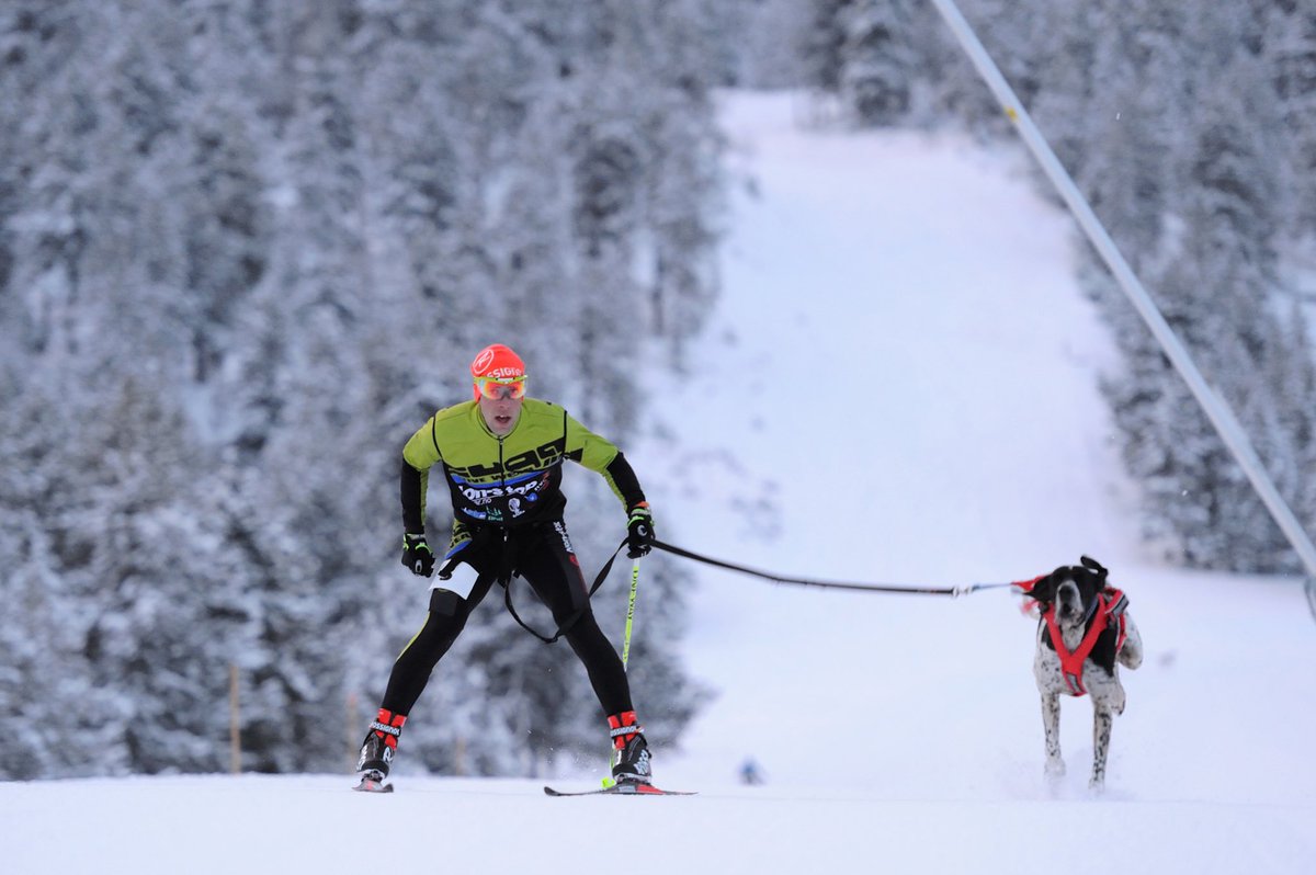 GosArtic's tweet photo. El trabajo en equipo es imprescindible para alcanzar cualquier meta #mushing #skijoring #mushinglifestyle #snowrace2020 #gosàrtic @jardiland_esp @Affinitypetcare @aralleida @SkiPallars https://t.co/COBBvBcltc