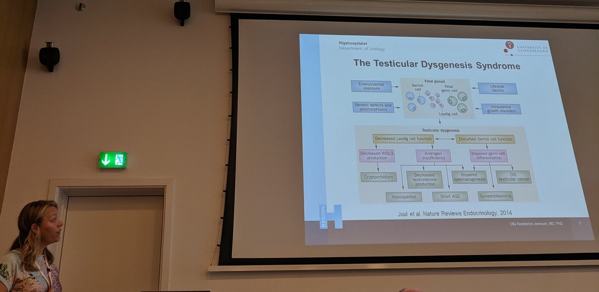 NatRevUrol's tweet photo. A nice image of TDS pathogenesis from our friends at @NatureRevEndo in @doculla's talk on whether hypospadias is part of the testicular dysgenesis syndrome #CopMich2019 https://t.co/UnDwbhwycm