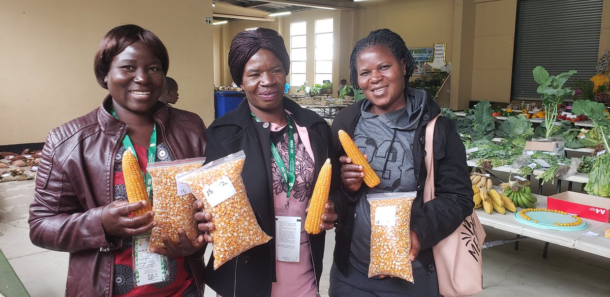 HarvestPlusZim's tweet photo. @LFSPZim vitaminAmaizeπ½ & iron beans farmers scooping prizes at the Zimbabwe Agric Show.Congratulations farmers on your achievements.#ZAS2019 Together we can #EndHiddenHunger in Zimbabwe. https://t.co/KX3BOFp2PH