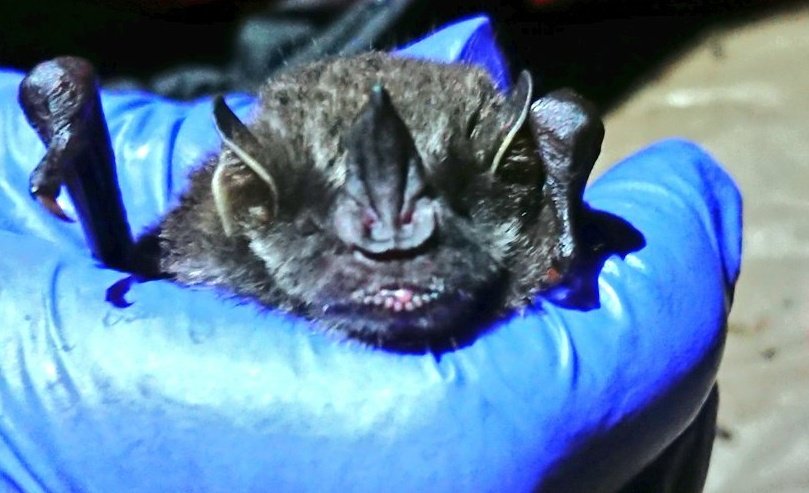MathewsFiona's tweet photo. It's international bat night today. So here is a fab one. @_BCT_ #batstothefuture https://t.co/bGKMrG2JXB