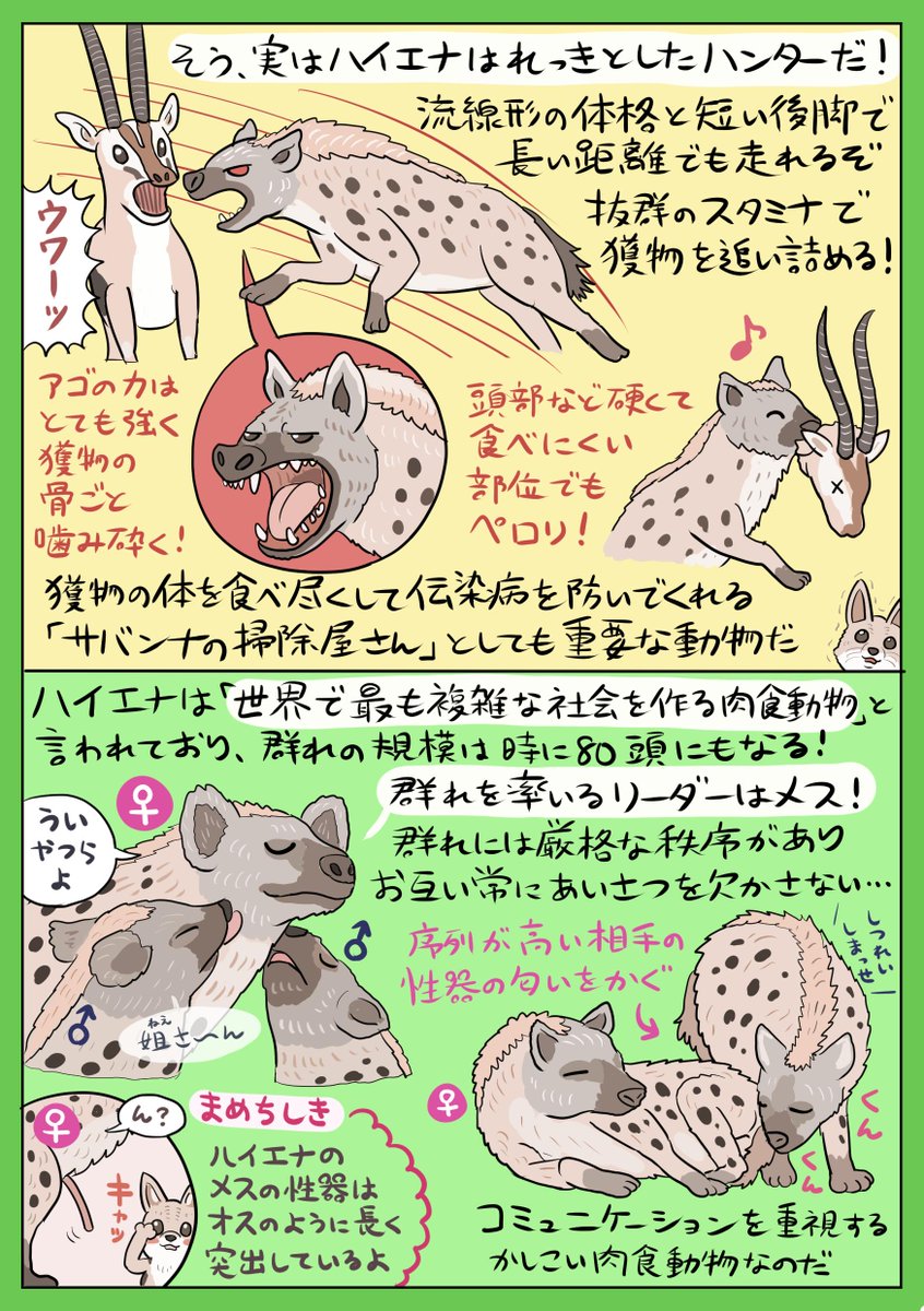 ぬまがさワタリ ナァーッつ休みも終盤に差し掛かり 超実写なライオン が王政を敷く映画などが人気ですが あえてサバンナいち誤解されがちな動物 ブチハイエナ の奥深い生態を図解したいと思います せっかくなのでライオンとの Vs図解 にしてみました