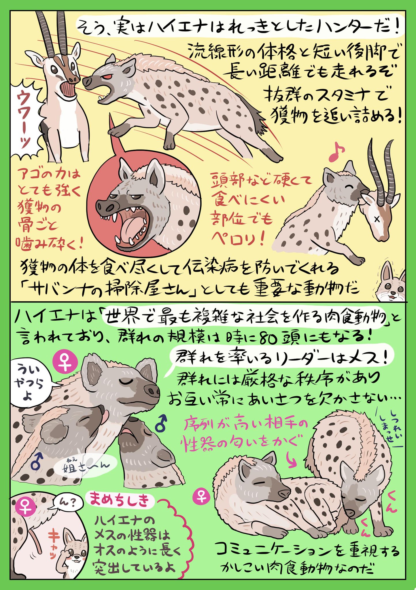 ぬまがさワタリ ナァーッつ休みも終盤に差し掛かり 超実写なライオンが王政を敷く映画などが人気ですが あえてサバンナいち誤解されがちな動物 ブチハイエナ の奥深い生態を図解したいと思います せっかくなのでライオンとの Vs図解 にしてみました ぬまがさワタリ ナァーッつ休みも終盤に差し掛かり 超実写なライオンが王政を敷く映画などが人気ですが あえてサバンナいち誤解されがちな動物 ブチハイエナ の奥深い生態を図解したいと思います せっかくなのでライオンとの Vs図解 にしてみました