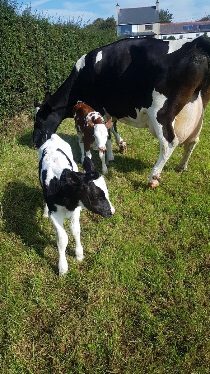 william_b_jones's tweet image. Great start to calving... to male calves 🤦‍♂️ #procross #calving19