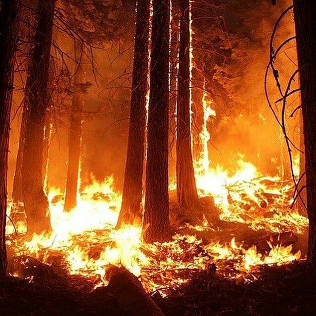 ChangeAgentSA's tweet photo. This has reached catastrophic levels. What have we allowed to happen while the world remained quiet? We need to raise our voice as a collective, our future depends on it. The loss of ecosystems, biodiversity &amp;climatic impacts of burning Amazon is irreversible #PrayForTheAmazon 🙏🏼 https://t.co/aMaPxIkNIH