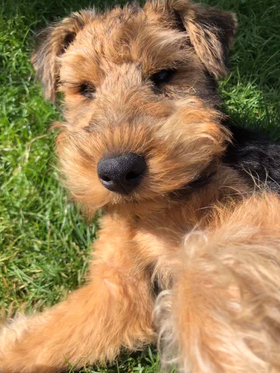 Lying in da grass chillin 😎  hope you’re all having a wuffin BH weekend 👍🏻