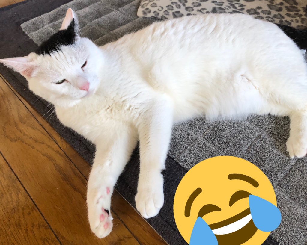 Akr 4巻でました ねこ たった数年で凄まじい成長を見せつけてくるし 普段いい子にしてるのにガマンできずこっそりイタズラしてるのが見つかった時にどヘタクソなごまかし見せつけてくるので まるで人間のこどものようでこの子はもしかしてわたしの息子