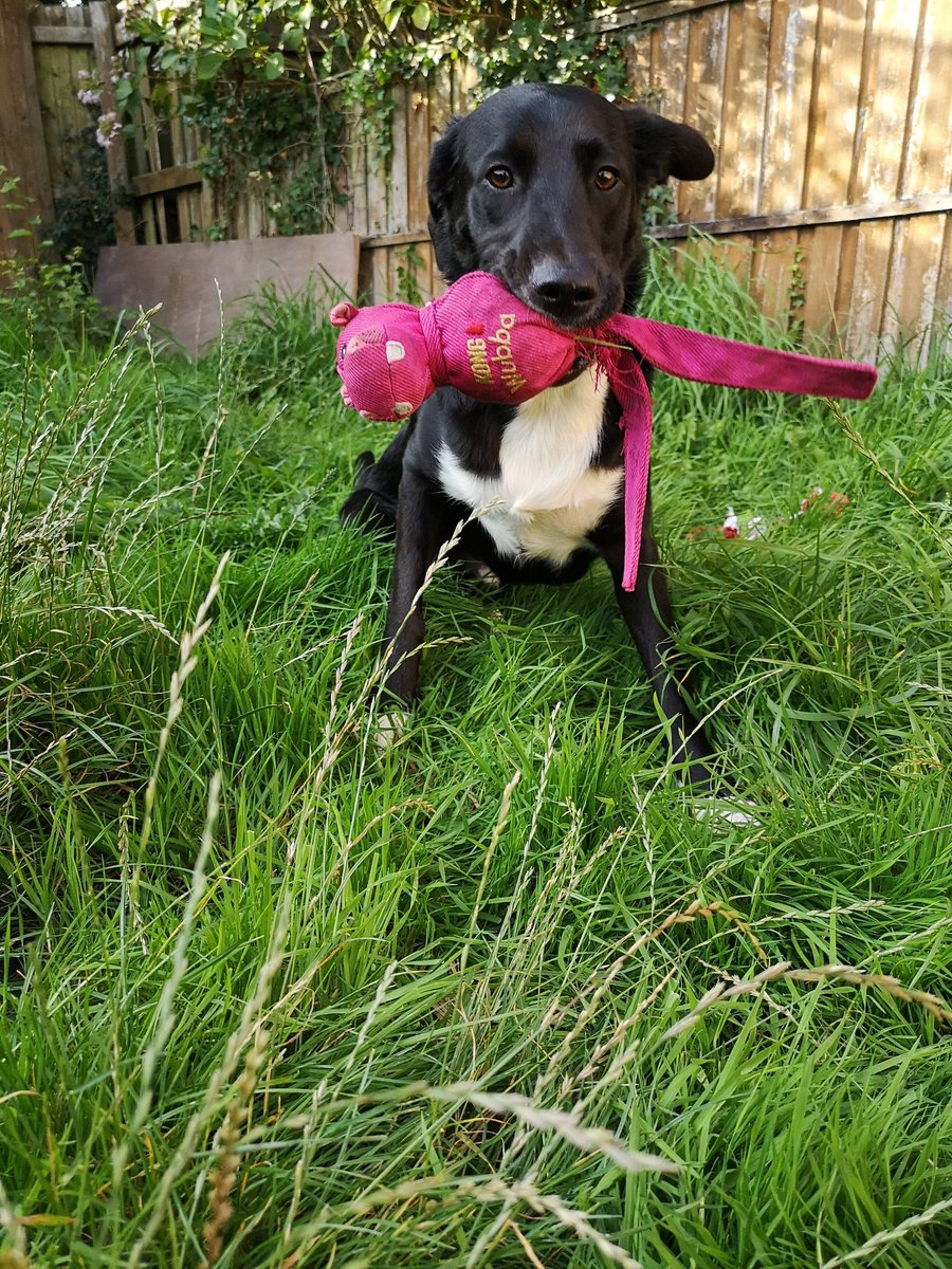 PawsSwansea's tweet photo. We've had the pleasure of #dogsitting the #wonderful Finn for the past two days!

For enquires please call 07903619508! 💕💕💕

#localbusiness #southwales #wales #petcare #community #animalcare #wales #dogs #dogsoftwitter #penllergaer https://t.co/ecIcKp4ZrO