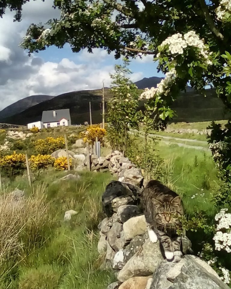 Beautiful Mourne Mountains, Co Down, N  #Ireland. Mournes are made up of 12 mountains with 15 peaks & include the famous Mourne wall (keeps sheep & cattle out of reservoir)! Area of Outstanding Natural Beauty. Partly  @NationalTrustNI. : Daniel Mcevoy (with lovely cat!)  #caturday