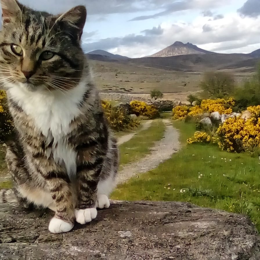 Beautiful Mourne Mountains, Co Down, N  #Ireland. Mournes are made up of 12 mountains with 15 peaks & include the famous Mourne wall (keeps sheep & cattle out of reservoir)! Area of Outstanding Natural Beauty. Partly  @NationalTrustNI. : Daniel Mcevoy (with lovely cat!)  #caturday