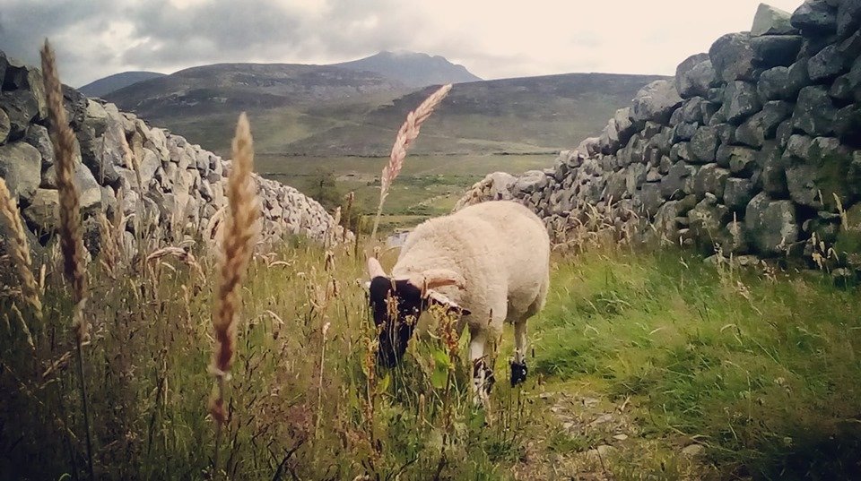 Beautiful Mourne Mountains, Co Down, N  #Ireland. Mournes are made up of 12 mountains with 15 peaks & include the famous Mourne wall (keeps sheep & cattle out of reservoir)! Area of Outstanding Natural Beauty. Partly  @NationalTrustNI. : Daniel Mcevoy (with lovely cat!)  #caturday