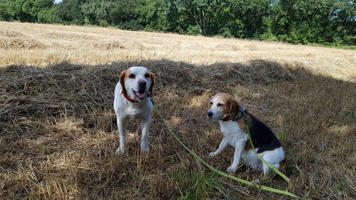 DC7F's tweet photo. My 2 #Beagles & I just ResQwalked 2.32mi in support of #BeagleFreedom. Thanks #ResQwalk, but your #crashy app don't work properly anymore and I have to input this myself and add my own photo ! 😡 https://t.co/5nvrb3jmi7
