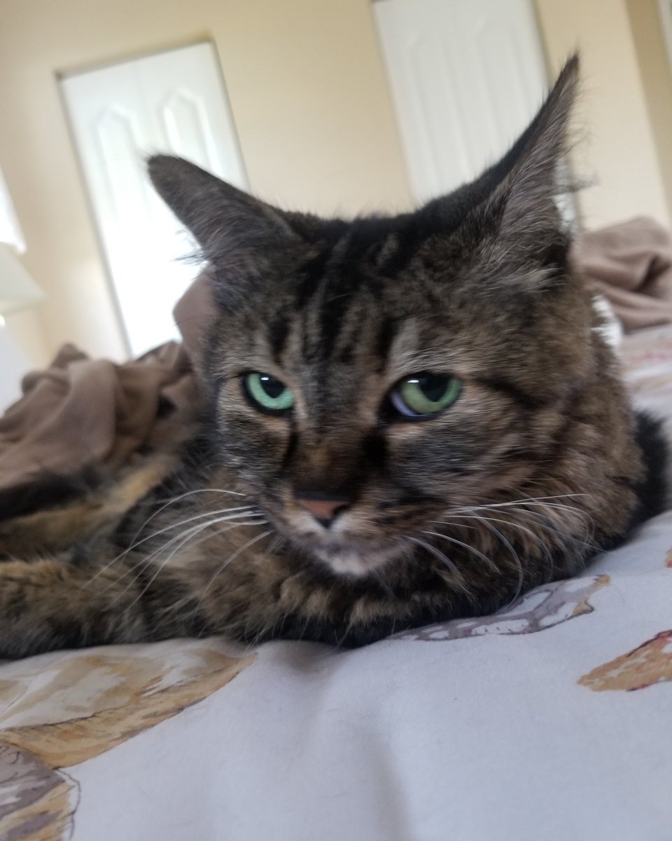 Nicksmommafore1's tweet photo. My mommy sez dat ma older sister Little Kitty is da sweetest and da purrtyest girl kitteh ever and I agree. I just wish her would play wif me. https://t.co/TYguxfoHJ3