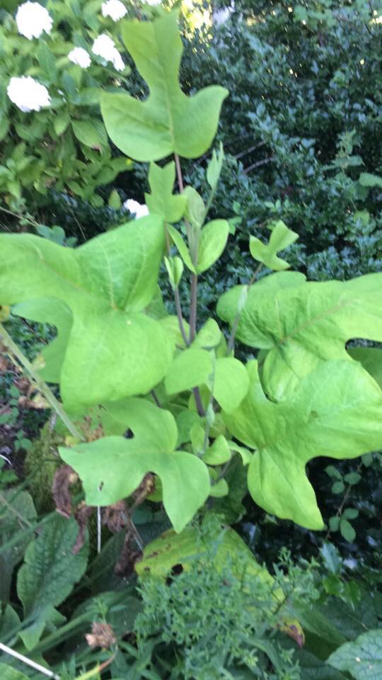 dawn welsby tweet media