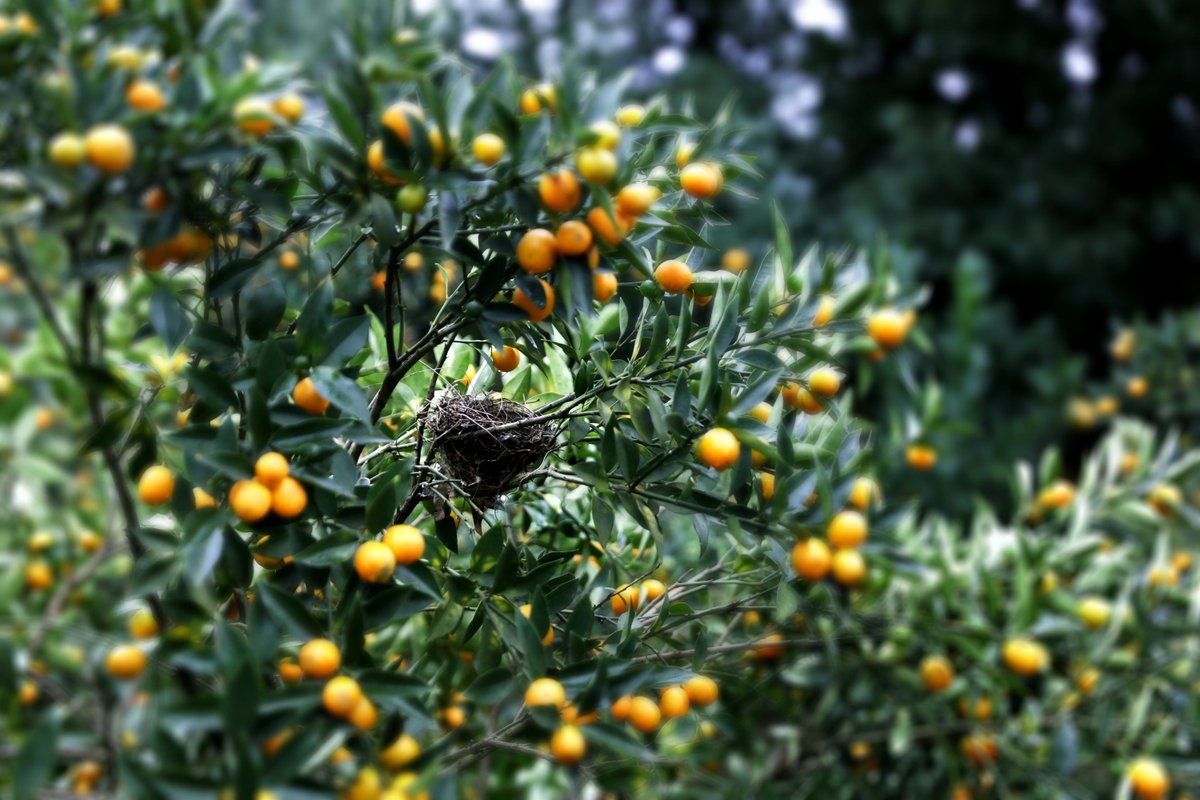 BROAD_ltd's tweet photo. Here at #BROADTown, we're not the only ones interested in #GreenBuilding techniques 😊🐦

#Nest #Wildlife #WildlifePhotography #Biodiversity #BROADGroup #BROADAC https://t.co/abKl4og12x