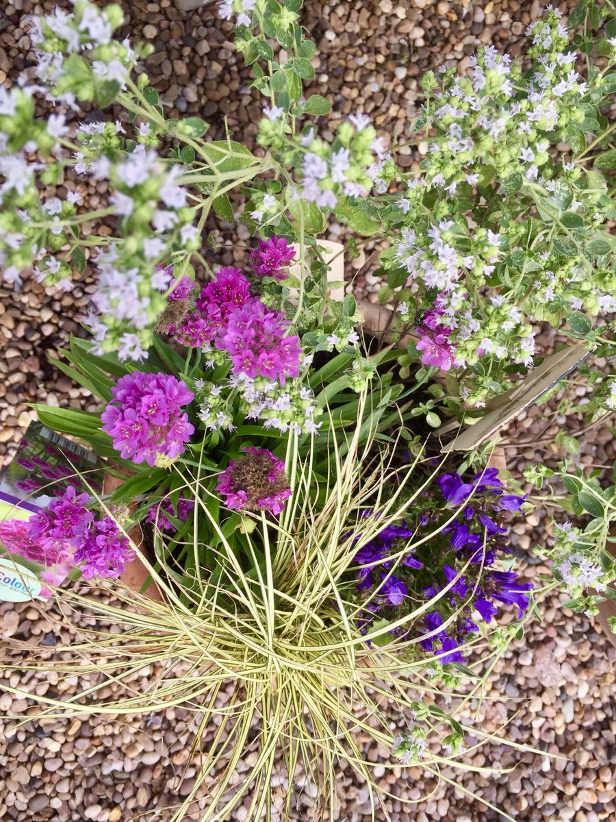 alfresco_style's tweet photo. The summer is back, and our outdoor plant area really is looking fab! Come and have a look this weekend, and take some instant summer colour back to your garden ππΊπΌπΈ
#TheAlfrescoStyle #Outdoorpots #SummerGarden https://t.co/kPMP3F5CYm