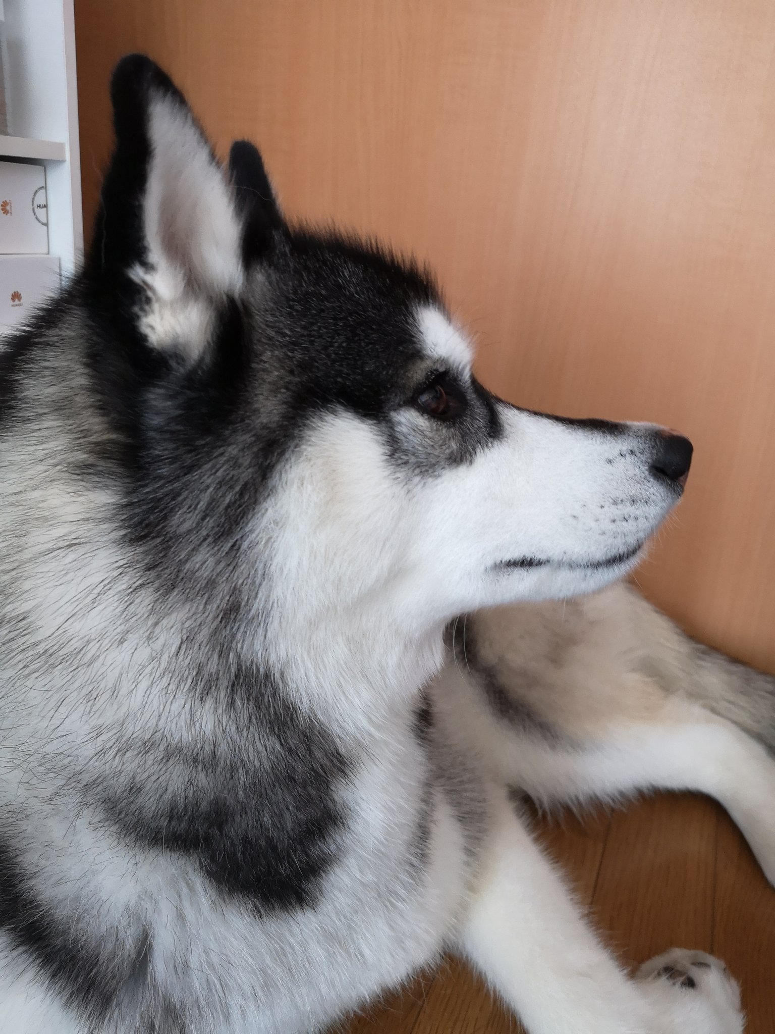 エルフィ家のわんにゃんライフ V Twitter 横顔イケメン シベリアンハスキー Siberianhusky 横顔イケメン T Co Wrpawabvd8 Twitter