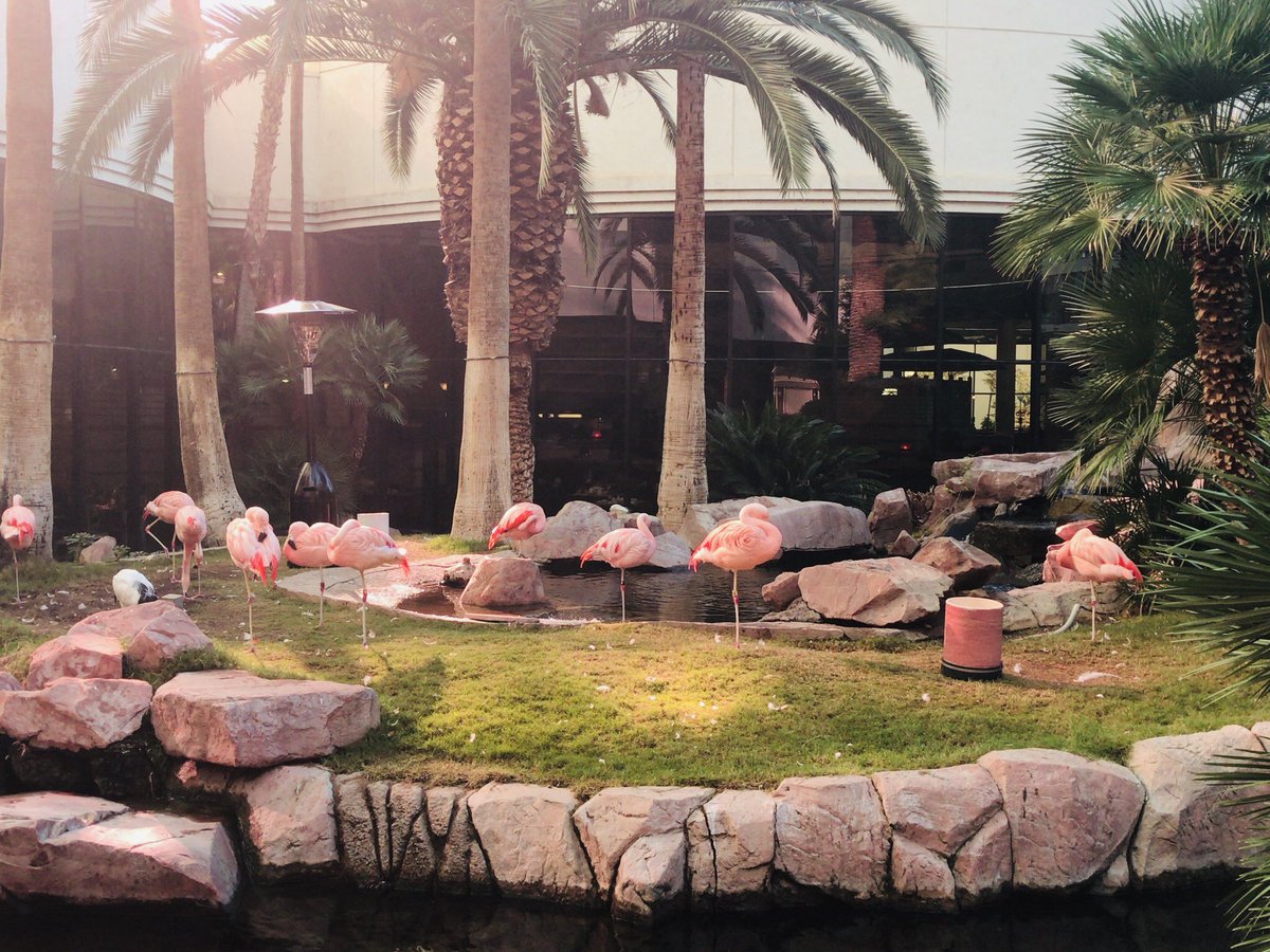 ラスベガスで一番好きなホテルはFlamingo Las Vegas。お値段お手頃でアクセス良好、中庭ではフラミンゴを飼育してるし売店にはフラミンゴグッズが山のように揃ってるよ! 