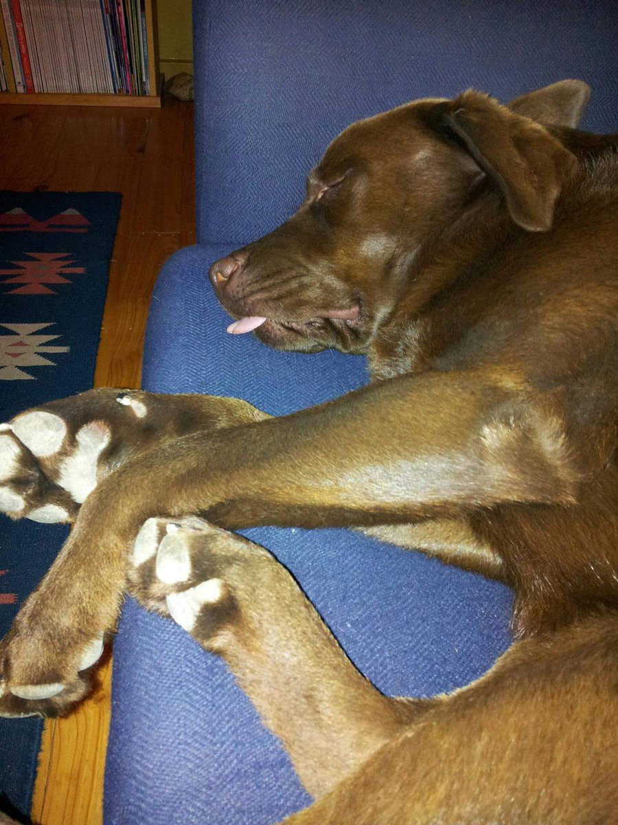 TwoDogHowl's tweet image. Day 7 of 7 days of our life....no two legs, no explanations...we were challenged by @gracieizzylab and we have to challenge someone each day...so @WiggleTheDog will you do it?