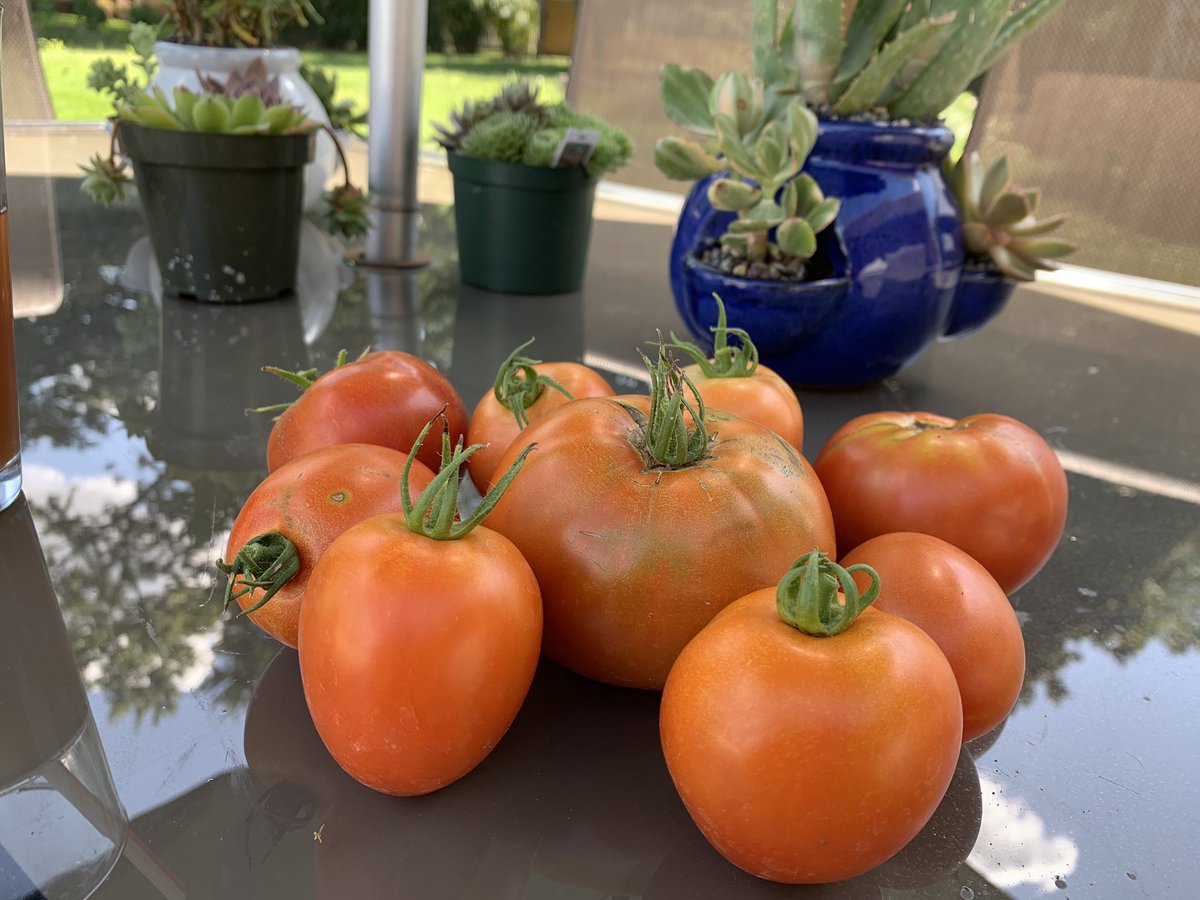 AnthonyLeilani's tweet image. Thankful for today’s little harvest! #HomeGardening #FreshTomatoes