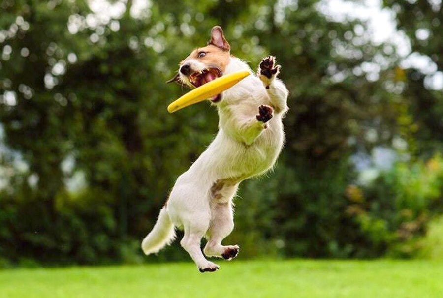 LadueUltimate's tweet photo. The first pickup practice of the season: noon tomorrow at the Ladue Fifth Grade Center! (Charm, the Official Cat of Ladue Ultimate, says NO DOGS allowed on the field.) All are welcome — come and play! https://t.co/DqFlldPObc