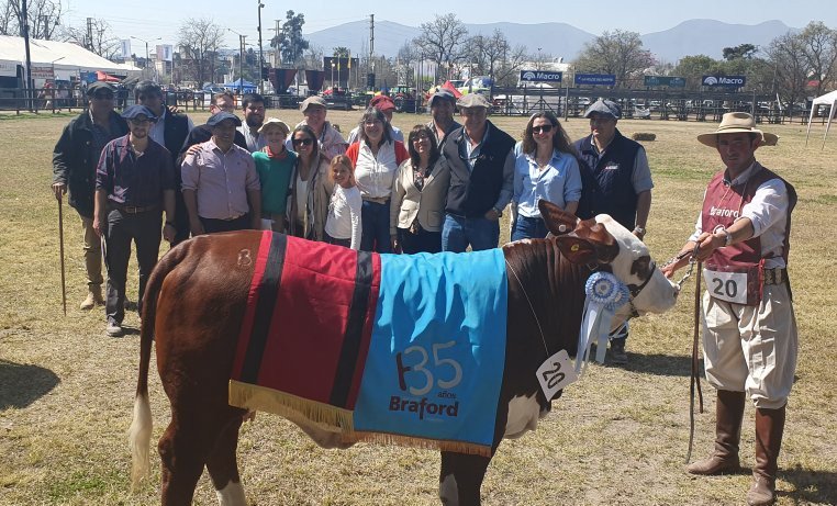 Esta es la Gran Campeona de la raza #Braford de la #ExpoRuralSalta, de la Cabaña Los Reales. La Reservada Gran Campeona es de la Cabaña Los Reales.