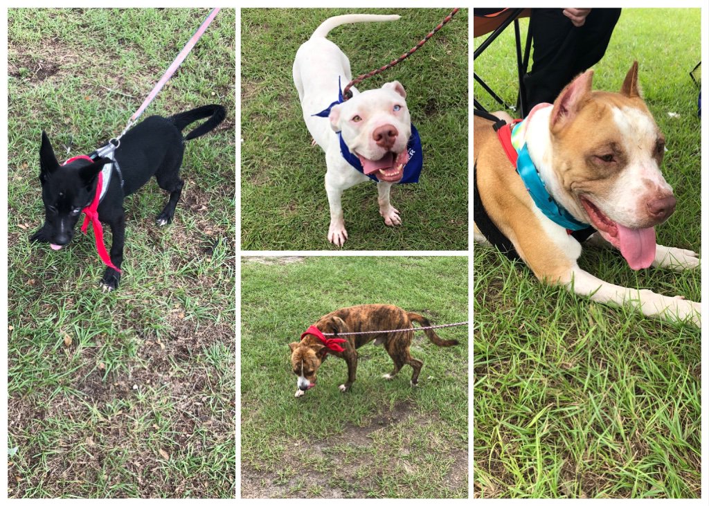 petsmart2109's tweet photo. WoW! Come join us at Woofstock in downtown Myrtle Beach! @GSHumaneSociety is here with some amazing dogs looking for their furever home! Free games! Free live music! All sorts of fun! 🐾 Adopt a pet and see us for over $550 in savings for your new family member!! 💰 🏠 🐾 https://t.co/CP3hbiGB61