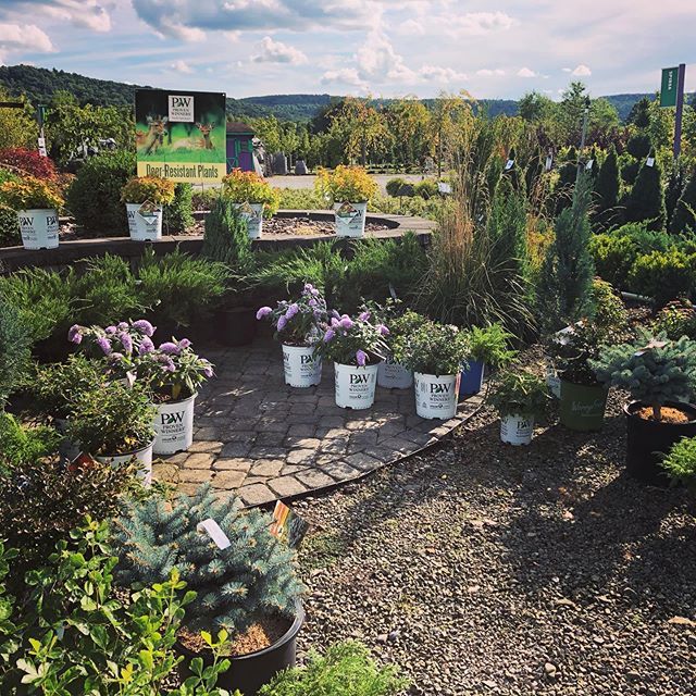 wwnursery.com | Looking for deer resistant plants? We got you covered! Don’t fear the deer! 🦌 🌳🏡🌳 #gardencenter #provenwinners #plants #summer #upstateny