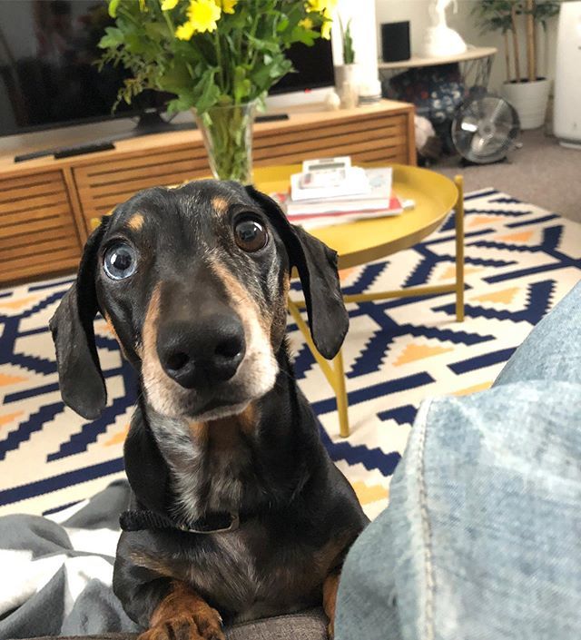 liveliketheboy's tweet photo. For anyone who visited Live Like the Boy you will have known Stanley, the most formidable, funny and handsome dog ever known. Sadly today he passed away after a very short illness. I am truly devastated. https://t.co/ZRiOV9e6V3 https://t.co/xjS2fP9OxQ