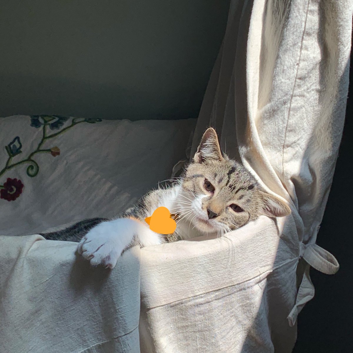 cherininomenon 𓆩❦𓆪 tweet media