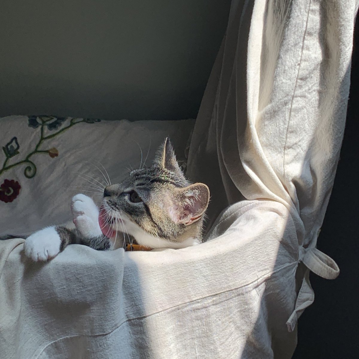 cherininomenon 𓆩❦𓆪 tweet media