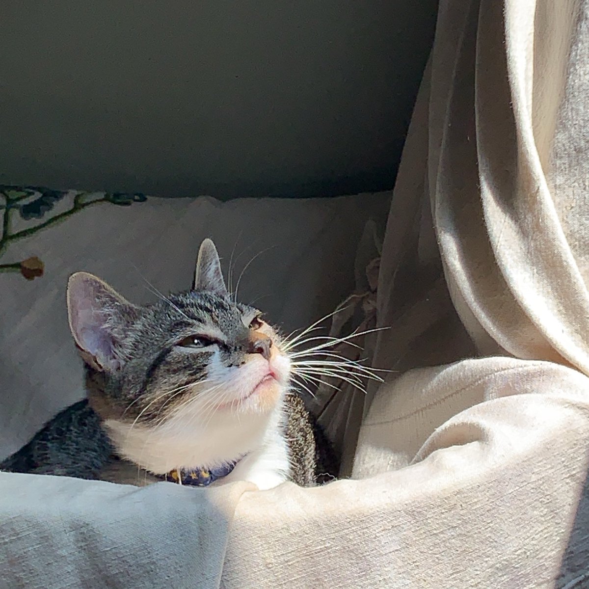 cherininomenon 𓆩❦𓆪 tweet media