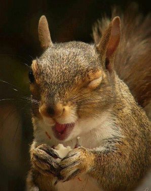 Secret Squirrel tweet media