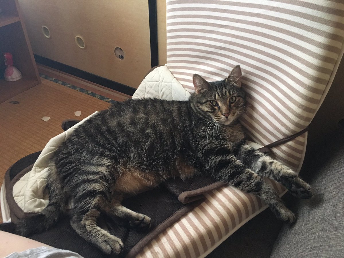 bowserthekitty's tweet photo. I thought I’d get to use this chair I found in the closet but I guess not #CatsOfTwitter https://t.co/UaVA4nkxou