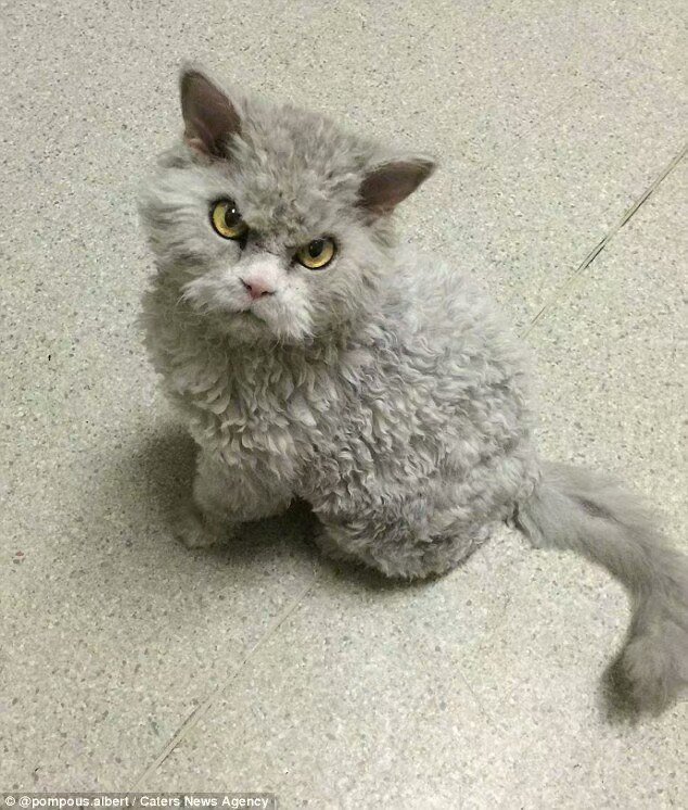 _SushiFox_'s tweet photo. 好像一只生气的玩偶猫啊ww
IG:Pompous Albert
#PompousAlbert #CAT #AngryCat https://t.co/8AstIdTDqO