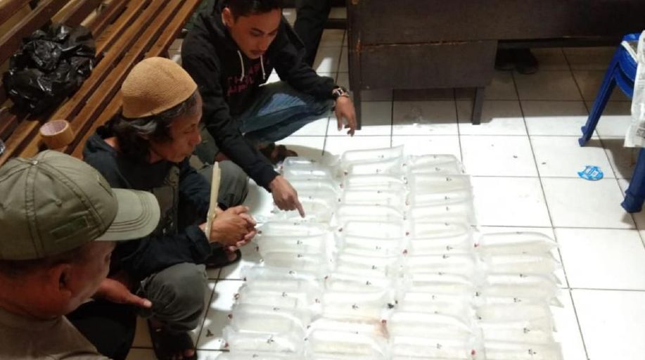 Polres Sukabumi Gagalkan Penyeludupan Benur Senilai Rp 27 Miliar detik.id/Vls6Uk