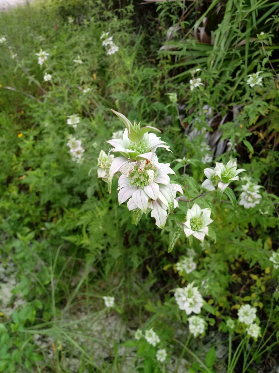 SunsetRunnerZ27's tweet photo. @UF_IFAS @floridafriendly Is this that plant? More importantly, is it edible? A native herb would be an awesome addition to the house garden. Your pics are white/purple and mine are only white. https://t.co/9E4upNF7Qs