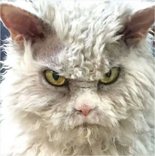 _SushiFox_'s tweet photo. 好像一只生气的玩偶猫啊ww
IG:Pompous Albert
#PompousAlbert #CAT #AngryCat https://t.co/8AstIdTDqO
