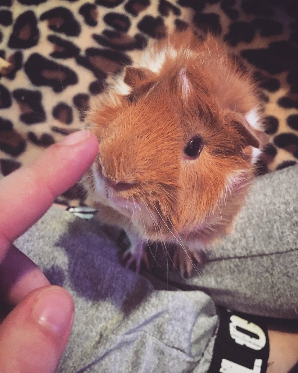 CavyBon's tweet photo. One cannot scold a guinea pig! https://t.co/iIVezaWbl2