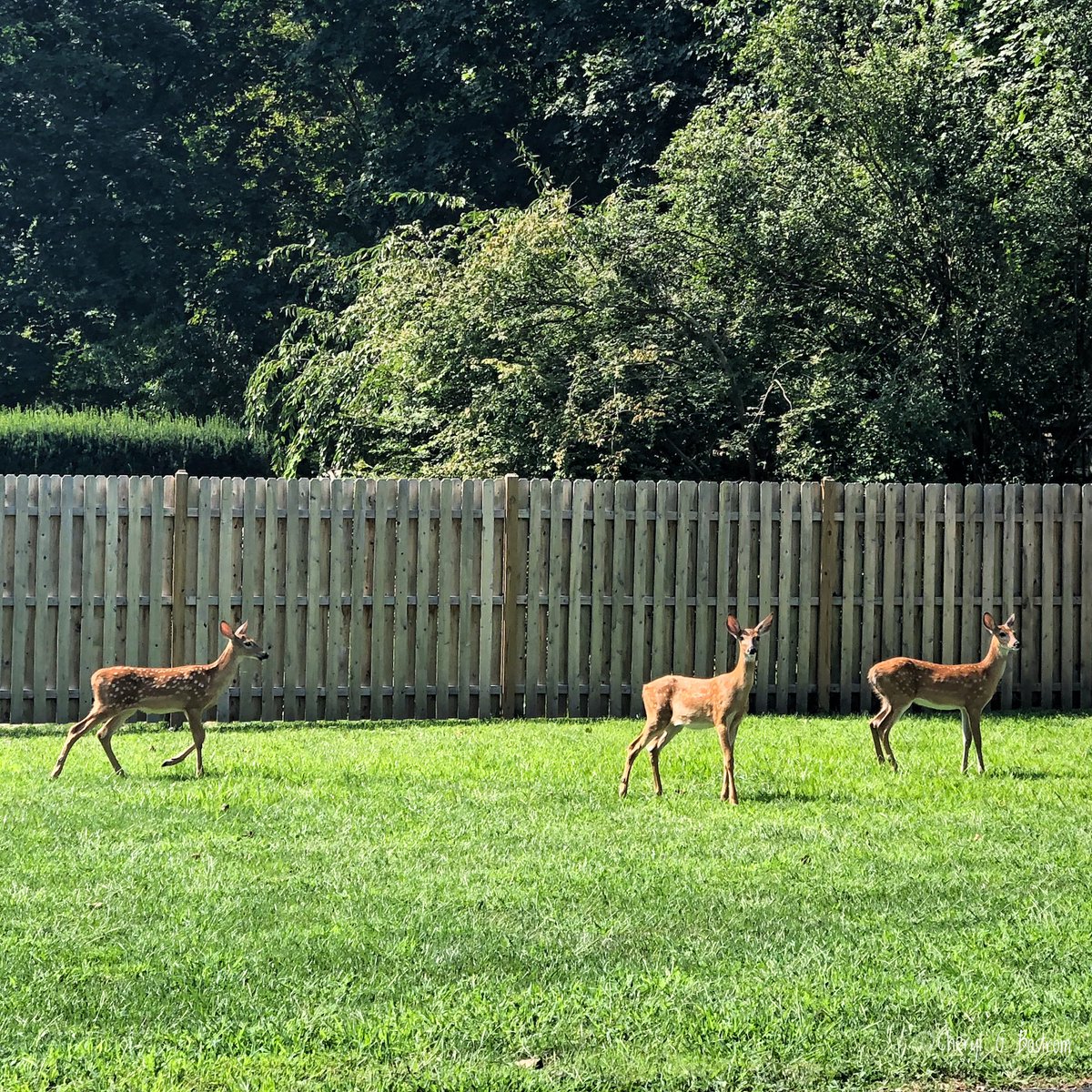 cheryl_bostrom's tweet photo. Spring's triplets (in our son's NJ yard ).
.
"You crown the year with Your goodness, And Your paths drip with abundance."
—Psalm 65:11 NKJV
.
#TwitterNatureCommunity #abundance #godprovision #hope #goodness #naturelovers #wildlife https://t.co/j5lPUgDLUQ
