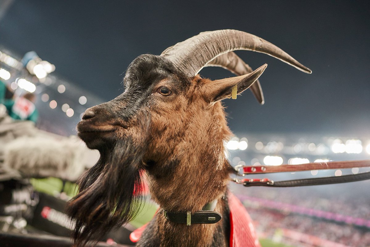 1 Fc Koln On Twitter Gluckwunsch Zum Effzeh Debut Hennes Ix Koebvb