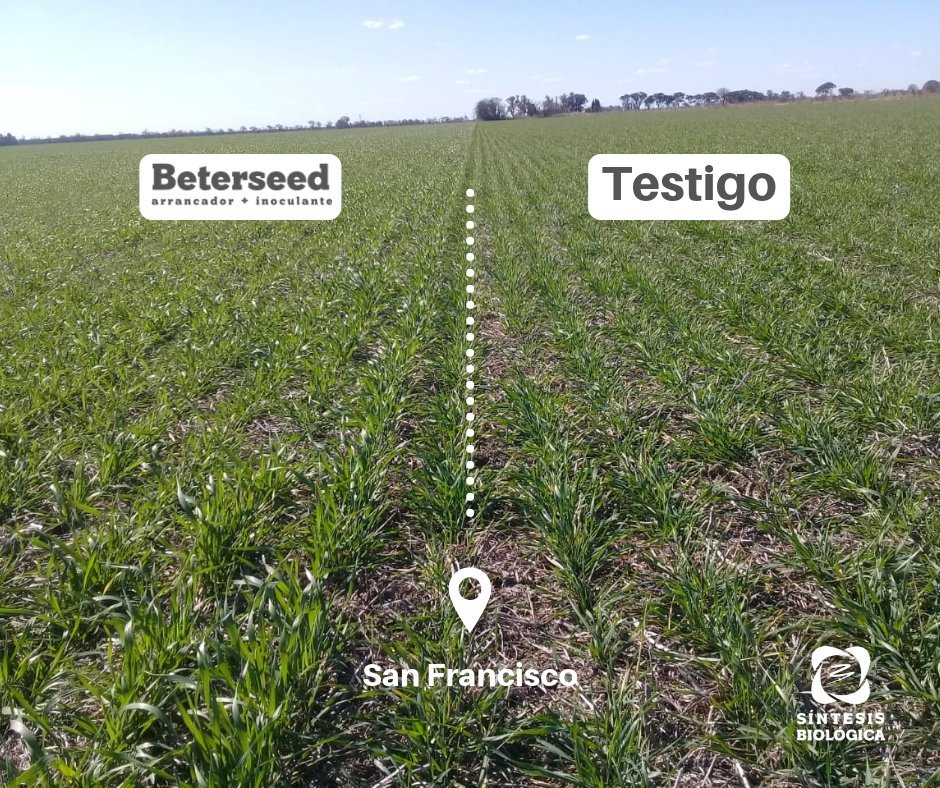 summabio's tweet photo. Ensayo con BeterSeed #Trigo realizado en #SanFrancisco.
Nuestro #inoculante, desarrollado a base de un consorcio de microorganismos, interviene en el proceso de germinación, emergencia y desarrollo radicular.
Consultanos!
.
.
.
#BeterSeed
#BioInsumos
#ProduccionSustentable
#Agro https://t.co/m3Hvy3xg2r